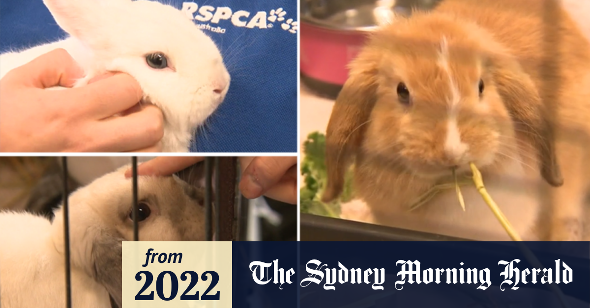 Video RSPCA is calling on people to adopt rabbits after breeding frenzy